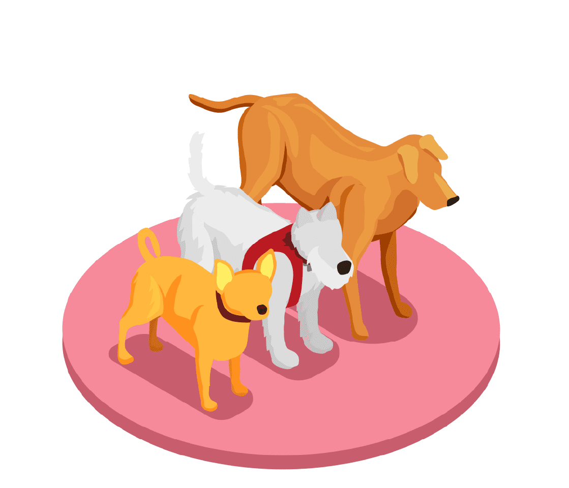 animaux de compagnie